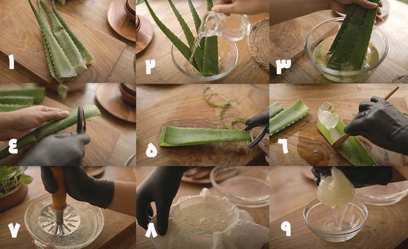 Extracting Aloe Vera Gel from the Leaf